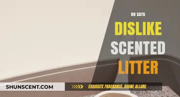 Do Cats Dislike Scented Litter? Uncovering Feline Preferences
