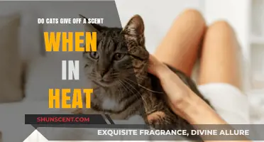 Understanding Feline Heat Cycles: Do Cats Emit a Scent When in Heat?