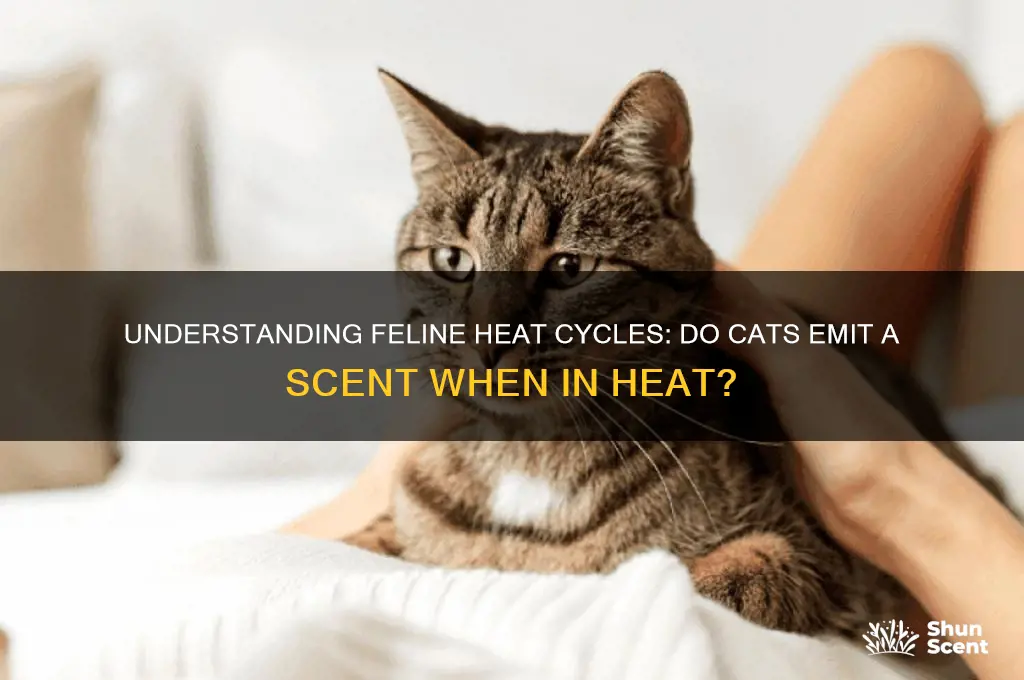 do cats give off a scent when in heat