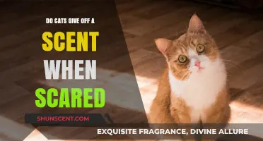 Do Scared Cats Release a Unique Scent? Exploring Feline Fear Pheromones