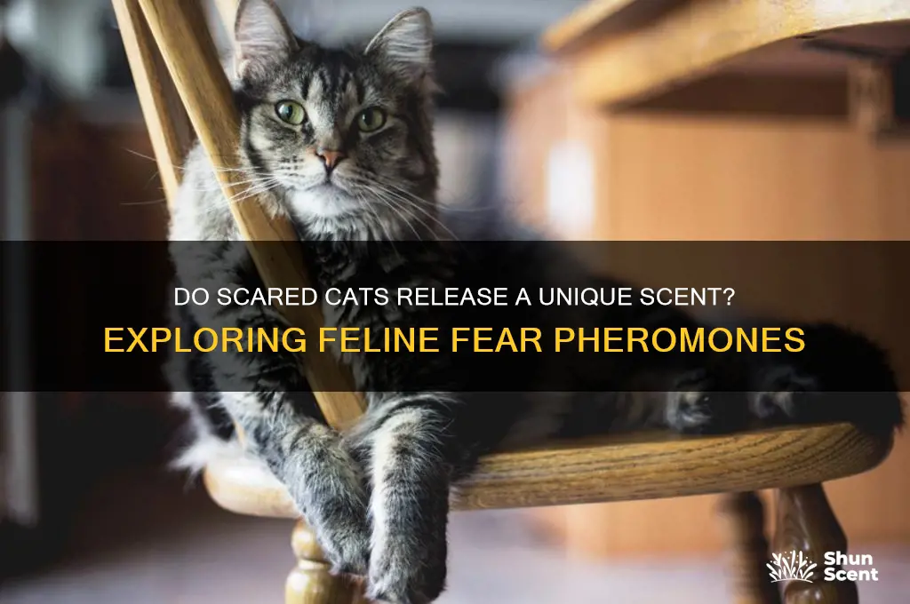 do cats give off a scent when scared