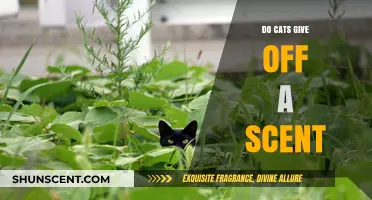 Uncovering the Truth: Do Cats Emit a Distinct Scent?