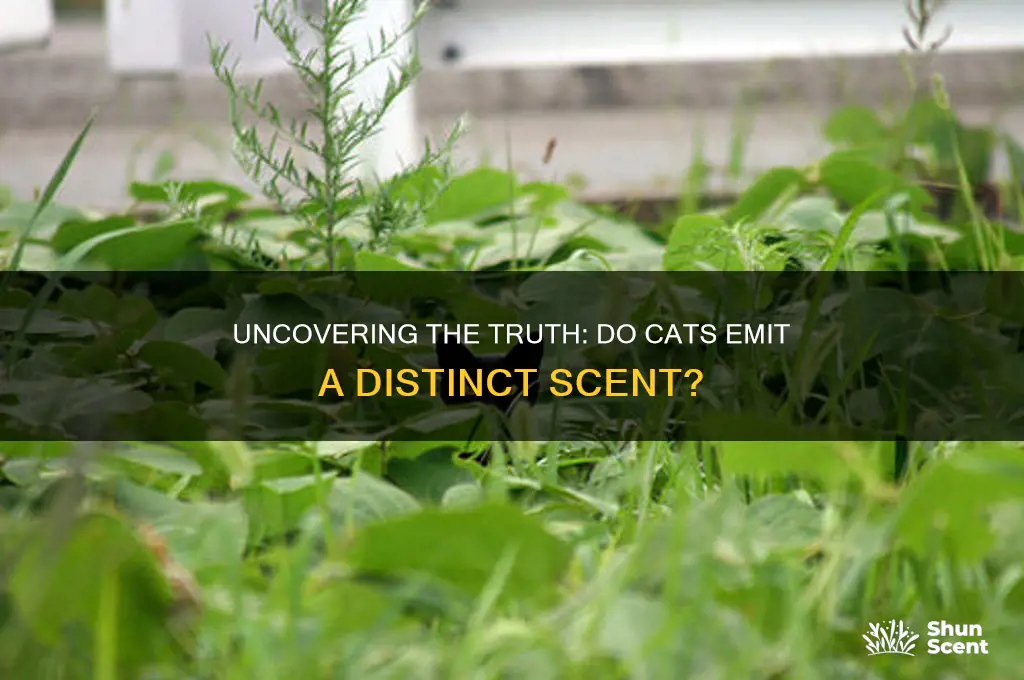do cats give off a scent