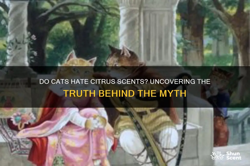do cats hate citrus scents