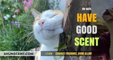 Exploring Cats' Remarkable Sense of Smell: How Good is Their Scent?