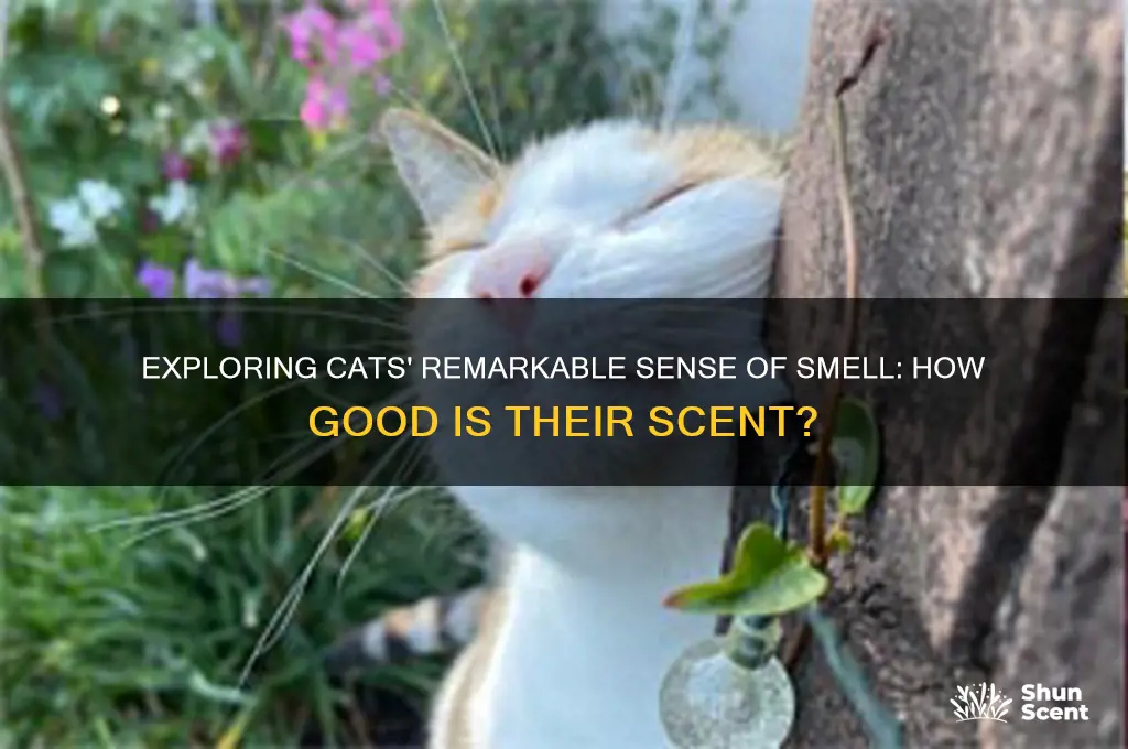 do cats have good scent