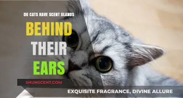 Unveiling the Mystery: Do Cats Have Scent Glands Behind Their Ears?