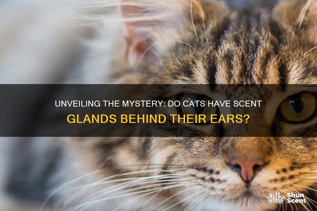 do cats have scent glands behind their ears