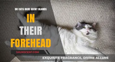 Do Cats Have Scent Glands in Their Forehead? Unveiling Feline Secrets