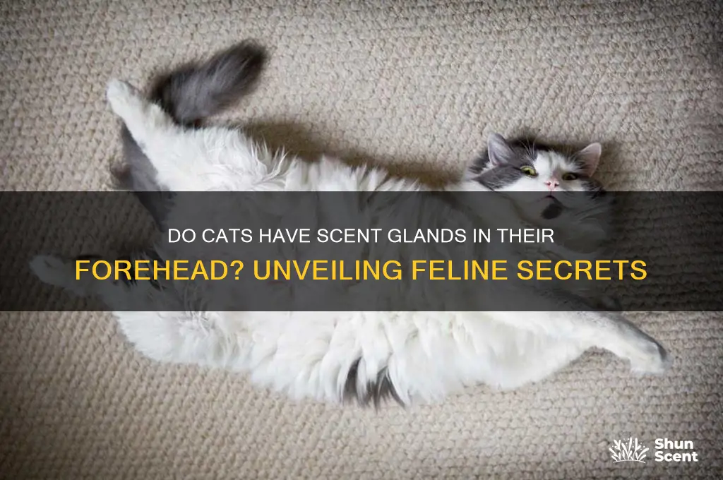 do cats have scent glands in their forehead