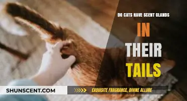 Do Cats Have Scent Glands in Their Tails? Uncovering Feline Secrets