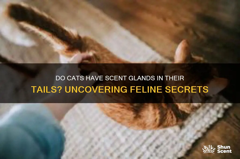 do cats have scent glands in their tails