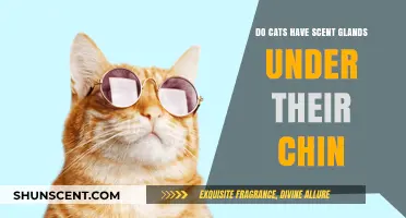 Unveiling the Mystery: Do Cats Have Scent Glands Under Their Chin?