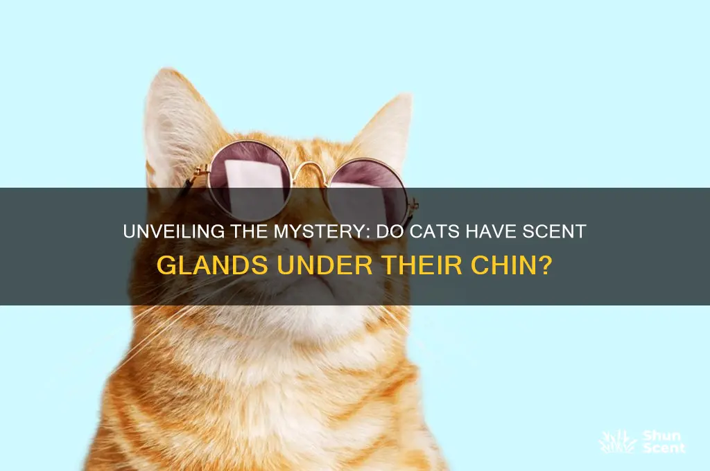 do cats have scent glands under their chin