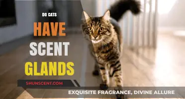 Do Cats Have Scent Glands? Uncovering Feline Communication Secrets