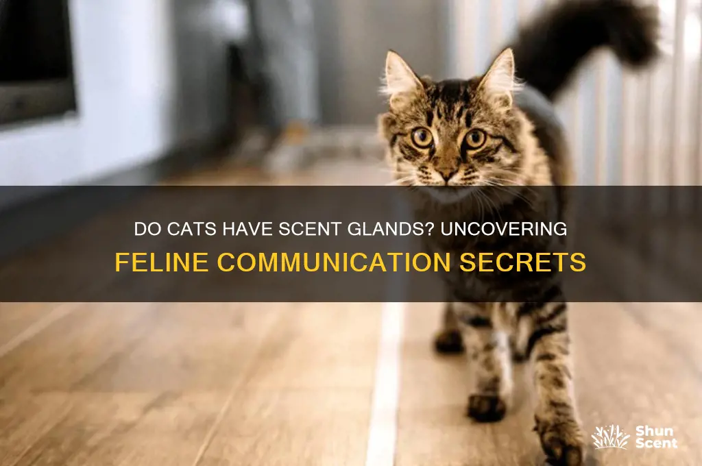 do cats have scent glands