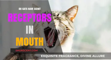 Do Cats Taste Smells? Exploring Feline Mouth Scent Receptors