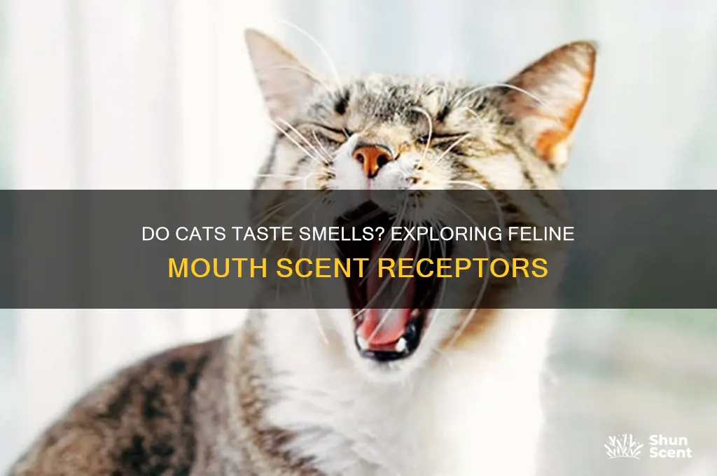 do cats have scent receptors in mouth