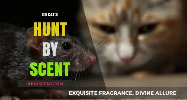 Do Cats Hunt by Scent? Uncovering Feline Predatory Instincts