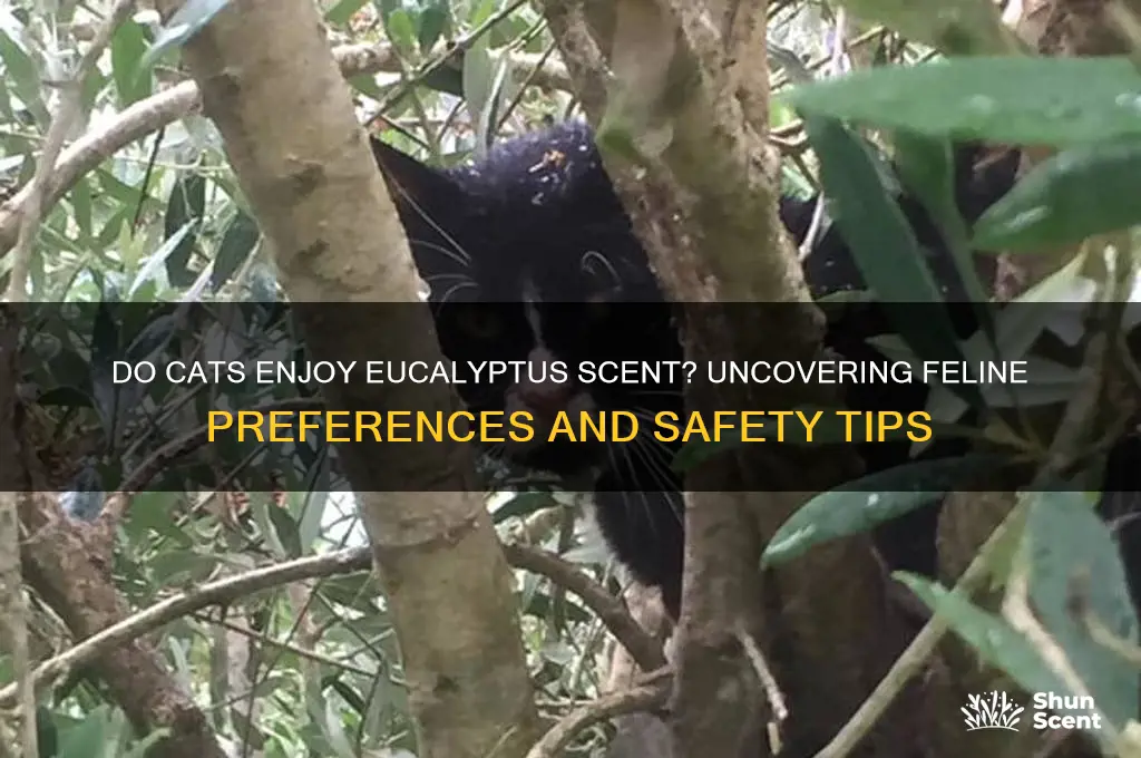 do cats like eucalyptus scent