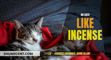 Incense and Cats: A Fragrant Friendship?