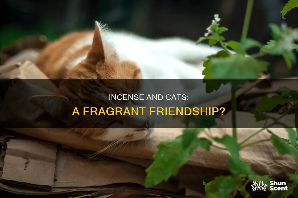 do cats like incense