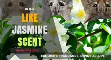 Do Cats Enjoy Jasmine Scent? Exploring Feline Preferences and Reactions