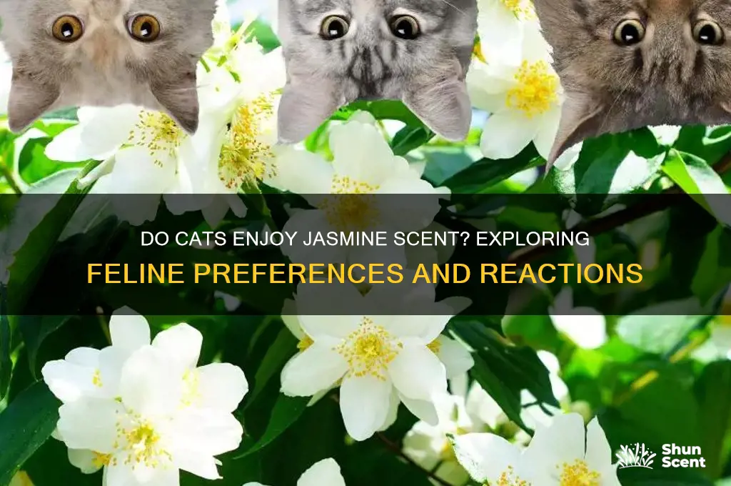 do cats like jasmine scent