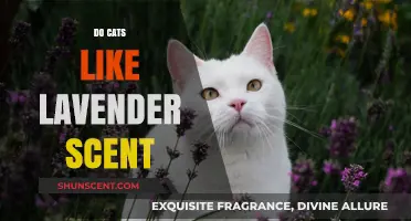 Do Cats Enjoy Lavender? Exploring Feline Reactions to This Soothing Scent