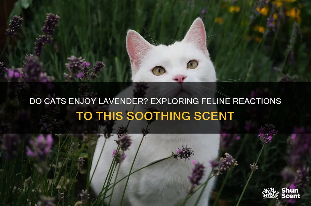 do cats like lavender scent