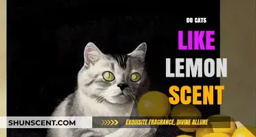 Do Cats Like Lemon Scent? Uncovering Feline Reactions to Citrus Aromas