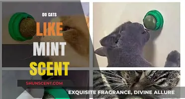 Do Cats Enjoy Mint? Unraveling Feline Preferences for Minty Scents