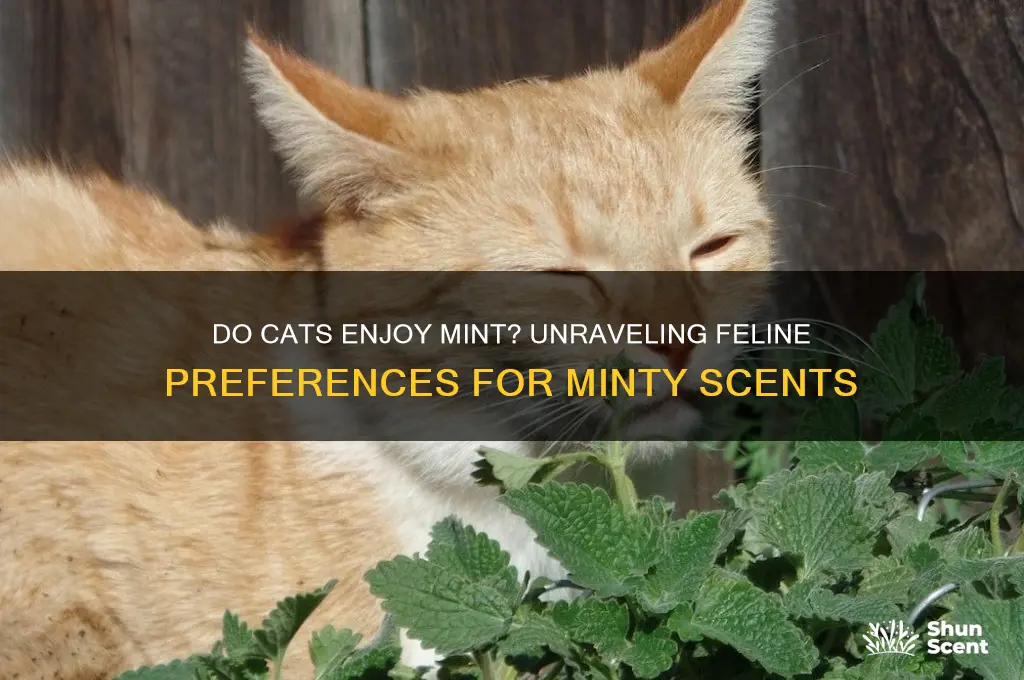 do cats like mint scent