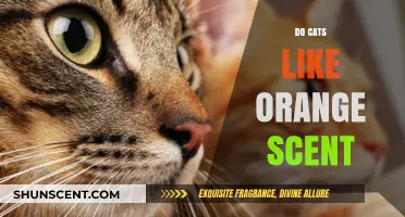 Do Cats Like Orange Scent? Unraveling Feline Preferences and Reactions