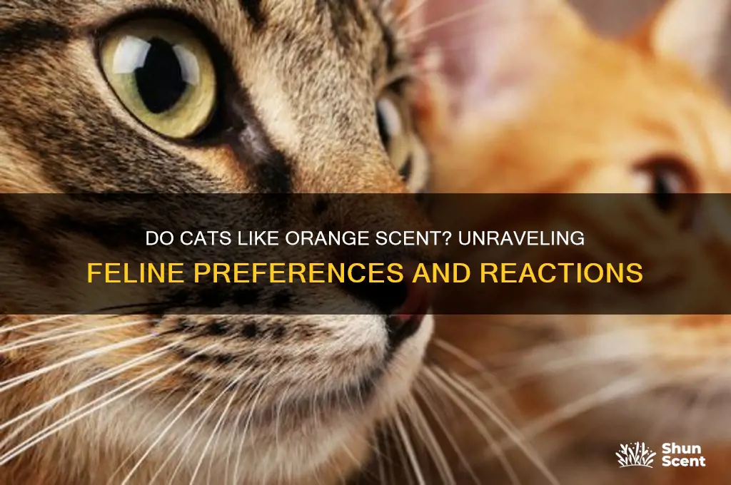 do cats like orange scent