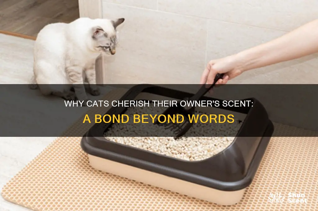 do cats like owners scent