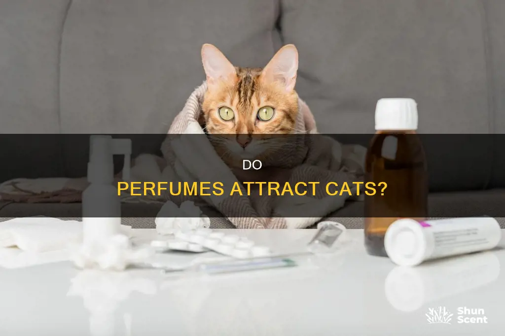 do cats like perfume smell