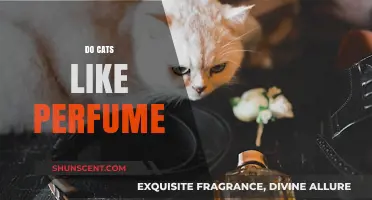 How Cats React to Perfume Scents