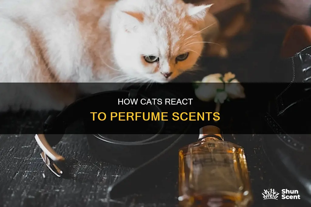 do cats like perfume