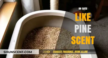 Do Cats Enjoy Pine Scent? Exploring Feline Preferences and Reactions