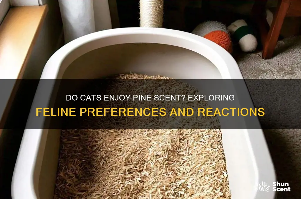 do cats like pine scent