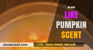 Do Cats Enjoy Pumpkin Scent? Uncovering Feline Preferences for Fall Aromas