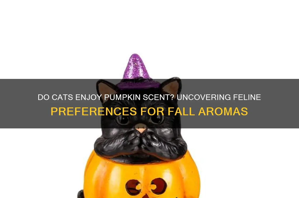 do cats like pumpkin scent