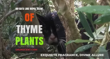 Do Cats Dislike Thyme? Exploring the Scent Repellent Myth
