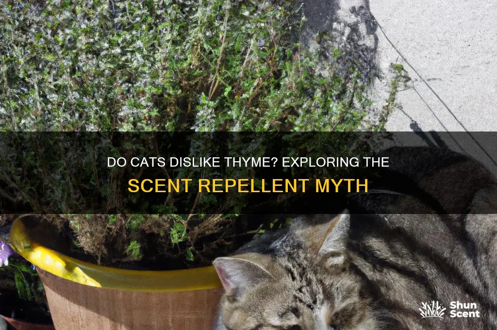 do cats like repel scent of thyme plants