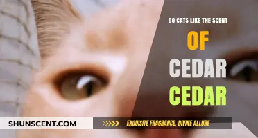 Do Cats Enjoy Cedar Scent? Uncovering Feline Preferences for Cedar Aromas