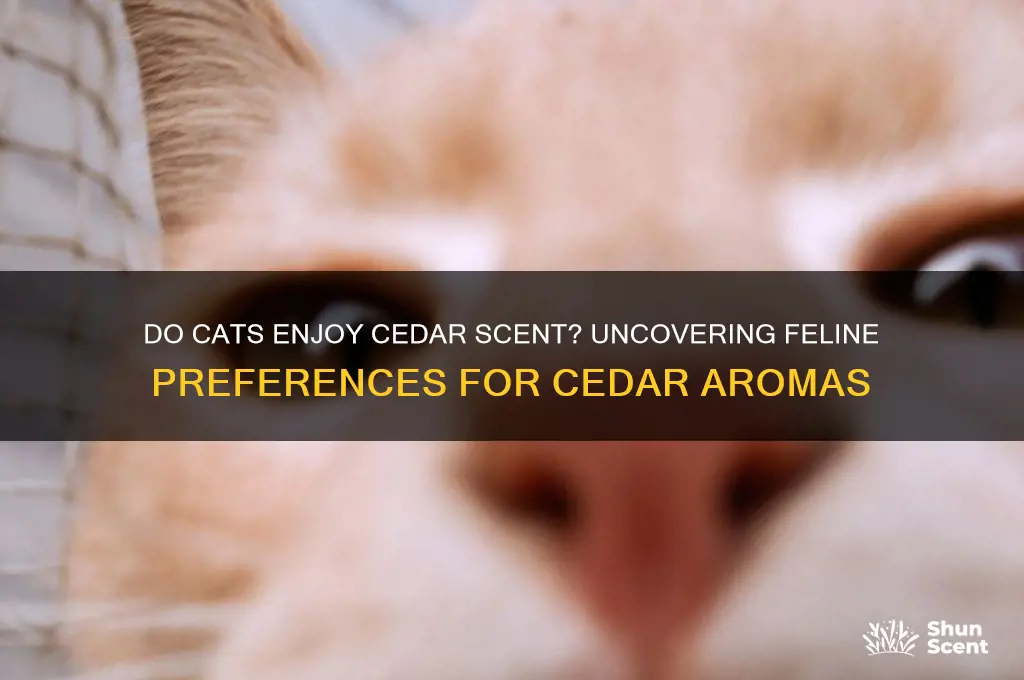 do cats like the scent of cedar cedar