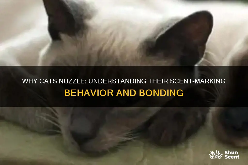 do cats nuzzle to get ur scent