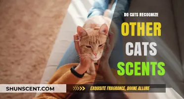 Can Cats Identify Each Other Through Scent Marking and Pheromones?