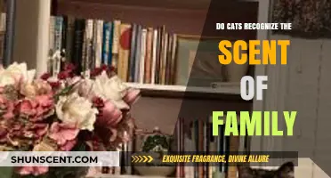 Do Cats Recognize Family Scents? Uncovering Feline Olfactory Bonds